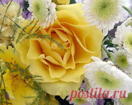 Rose (29)