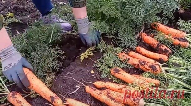 ВСЕГО 2 ПОЛИВА СПАСУТ МОРКОВЬ ОТ ВРЕДИТЕЛЕЙ
Сохраните, чтобы не потерять!

Морковь не самая привередливая культура, но для того, чтоб получить чистый и хороший урожай нужно знать, как и чем поливать посадки. Чтоб морковь не болела и не гнила на корню нужно провести 2 профилактических полива за сезон.

После прореживания моркови, растения нужно полить специальным раствором. Для этого в 10 л воды разводят 2 г марганцовки и 2 г борной кислоты. Этого объёма воды достаточно для...