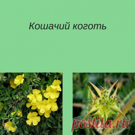 Кошачий коготь.
Действующими веществами продукта являются выделенные из коры 
Uncaria Tomentosa(семейства марёновые,Перу)алкалоиды ринкофиллин,изо-и митрафиллин,птероподин и изоптеропдин.
Эти вещества оказывают иммуномоделирующее действие.