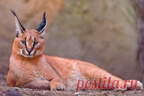 11 диких кошек, уровень милоты у которых просто зашкаливает