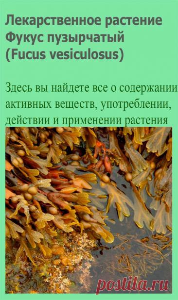 Лекарственное растение Фукус пузырчатый (Fucus vesiculosus). Не цветущая оливково-зеленая кожистая морская водоросль. Кустистое вегетативное тело с прикрепляющимся к субстрату присасывательным диском, плоское, с тянущейся на всю длину выступающей средней жилкой, вильчато разветвляющееся, шириной в несколько сантиметров и длиной до 1 м.