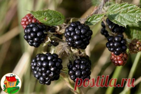 Уход за ежевикой: 6 советов  
1. Если посадочные ямы были удобрены так, то при уходе за ежевикой в первые 2-3 года потребуется внесение только азотных удобрений весной, в момент распускания почек и осенью после окончания плодоношения.
2. В первое лето, сразу после посадки, на молодых кустах ежевики начинают образовываться новые побеги, которые сразу необходимо формировать, чтобы в дальнейшем облегчить сбор ягод и уход за каждым из растений.
3. Для удобства ухода за ежевико...