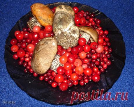 Какие грибы и ягоды меньше всего накапливают радиацию