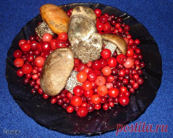 Какие грибы и ягоды меньше всего накапливают радиацию