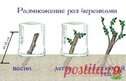 Размнoжаем розы черенками