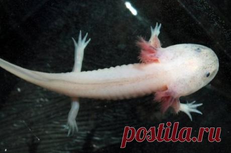 Топ-10: сногсшибательные факты про аксолотлей | Чёрт побери