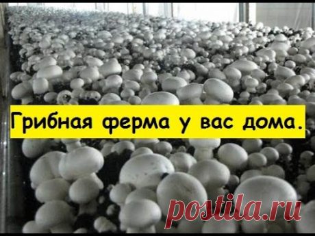 Выращивание грибов дома