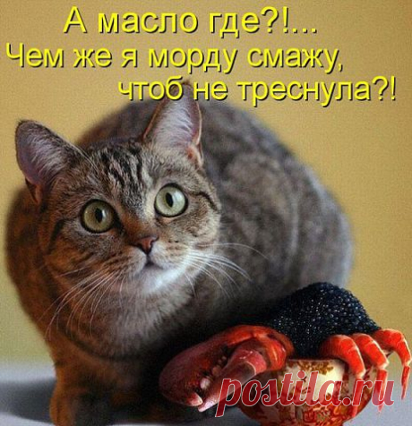 ЮМОР-ПОРТАЛ ▒ВИДЕО ☞ ФОТО ☞ ПРИКОЛЫ▒⎝⏜⏝⏜⎠