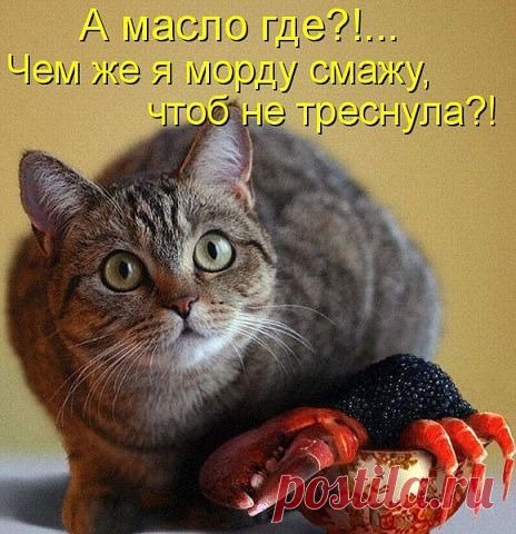 ЮМОР-ПОРТАЛ ▒ВИДЕО ☞ ФОТО ☞ ПРИКОЛЫ▒⎝⏜⏝⏜⎠