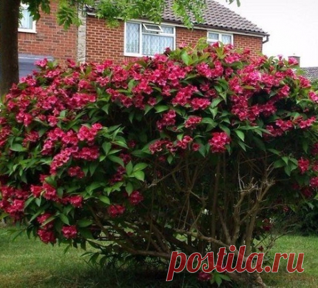 Вейгела (Weigela) — листопадный кустарник семейства жимолостных