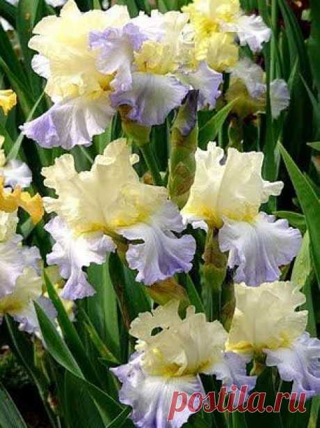 Brabourne Farm: Love .... Irises