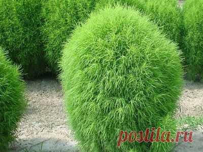Растения кохия на фото и в описании сортов, цветка и семян многолетних гоча, како, кипарис и других видов