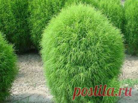 Растения кохия на фото и в описании сортов, цветка и семян многолетних гоча, како, кипарис и других видов