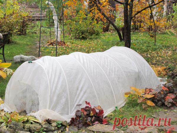 5 популярных мифов о зимнем укрытии растений.