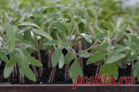 Мощная рассада благодаря...спичкам
