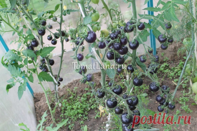 Томат индиго роуз характеристика Огород без хлопот - информационный сайт для дачников, садоводов и огородников.