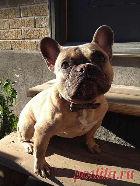 Pups — Cute Overload