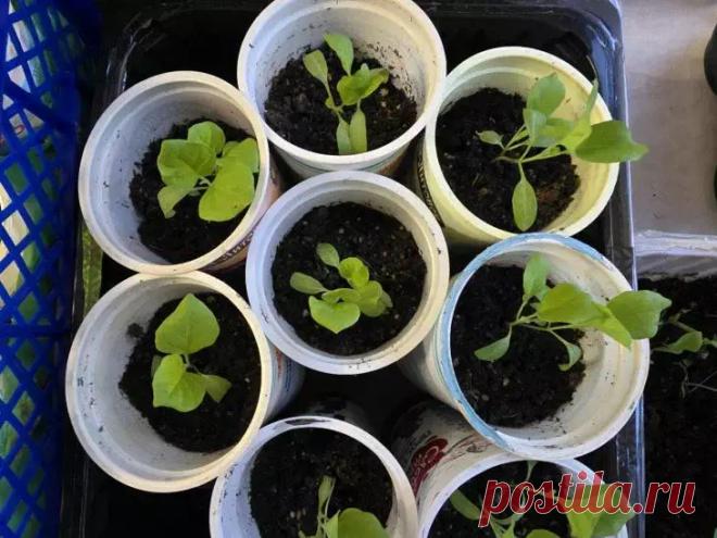 Как вырастить толстенькую рассаду, которая не будет вытягиваться: смогут даже новички в овощеводстве. Многие огородники сталкиваются с проблемой тонких и слабых стеблей у рассады, но решение ближе, чем кажется.  