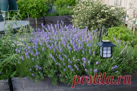 7 простых советов для выращивания лаванды - Страница 2 из 8 - Пчелы и розы