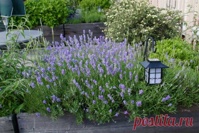 7 простых советов для выращивания лаванды - Страница 2 из 8 - Пчелы и розы