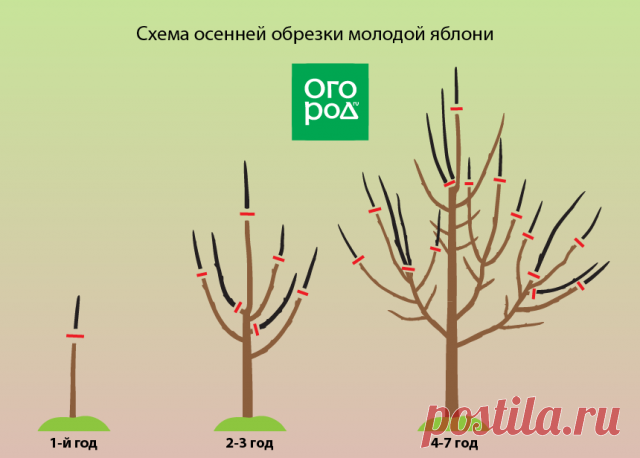 Обрезка яблонь осенью – советы для начинающих в картинках и видео | Яблоня, груша (Огород.ru)