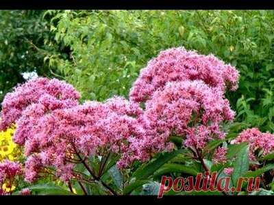 Посконник - красивый лекарь — Смотреть в Эфире Вероника Поливкина veronica-62@narod.ru
Оказать помощь развитию канала можно на карту Сбербанка 2202 2002 4649 9253