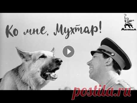 Ко мне, Мухтар! (4К, драма, реж. Семён Туманов, 1964)

свитер вязаный сверху