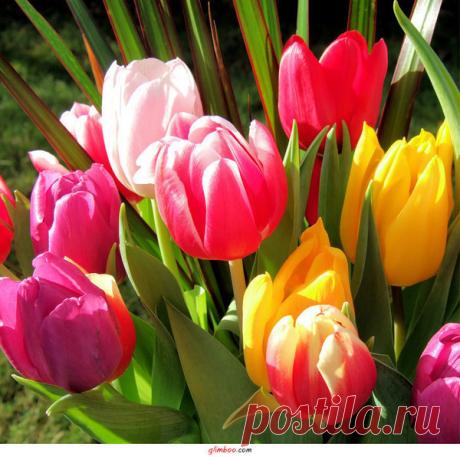 Фото Цветы06. Альбом Цветы в подарок - 83 фото. Фотографии Mila Vinci.