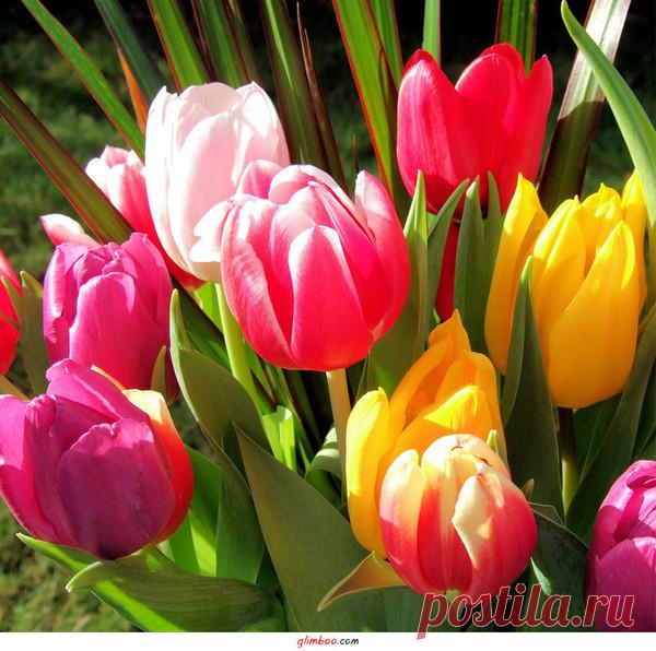 Фото Цветы06. Альбом Цветы в подарок - 83 фото. Фотографии Mila Vinci.