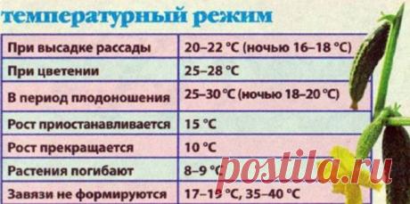 Когда сажать огурцы в открытый грунт по народным приметам
