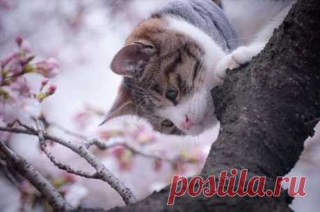 Пуси-пуси юмор для девушек и женщин. Картинки с юмором прикольные. Подборка  №ofigennaja-pusi-58280525052020 | Офигенная