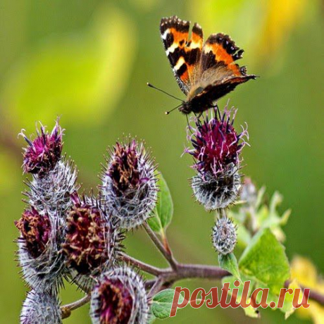 Репяшник и родиола | Друг пенсионера