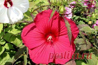 СЕМЕНА ТРАВЯНИСТЫХ ГИБИСКУСОВ - FIREBALL ( сортовой )- 7 шт