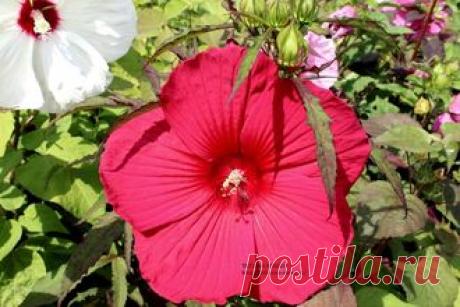 СЕМЕНА ТРАВЯНИСТЫХ ГИБИСКУСОВ - FIREBALL ( сортовой )- 7 шт