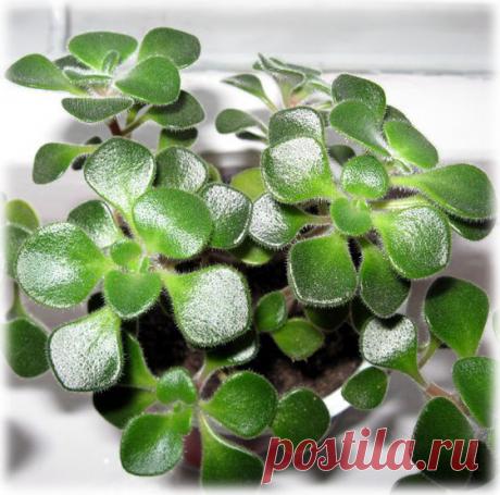 Невесты, жены, мамочки и все-все-все г. Барановичи! Общение) - Просмотр темы • Prazdnik.by