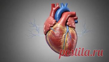 Органы кровообращения человека: сердце, сосуды и их функции | Полный обзор