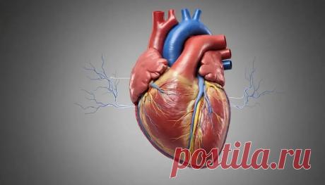 Органы кровообращения человека: сердце, сосуды и их функции | Полный обзор