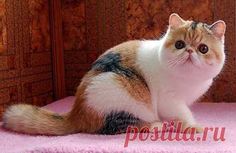 Самые удивительные породы кошек
