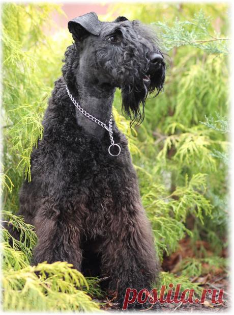 ༺🌸༻.
Керри Блю терьер (Ирландия)