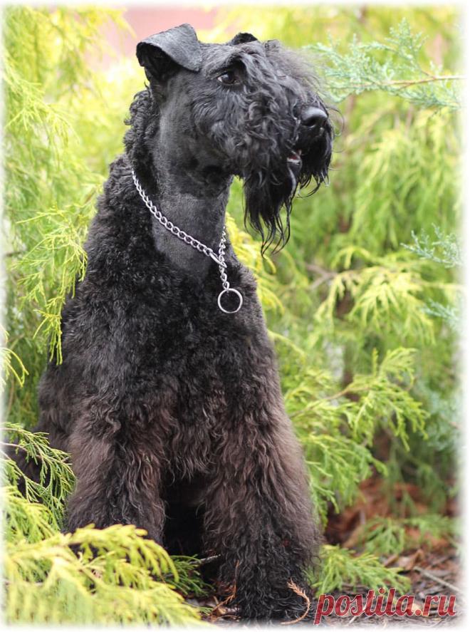 ༺🌸༻.
Керри Блю терьер (Ирландия)