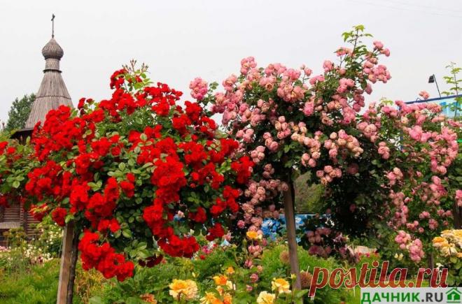 Как отличить плетистую розу от обычной - 100% способ от нашего эксперта