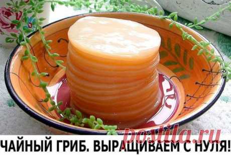 Чайный гриб: выращиваем с нуля