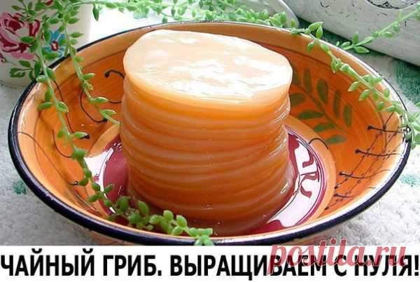 Чайный гриб: выращиваем с нуля