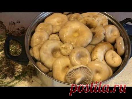 Солим Грузди горячим способом!