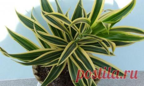 Описание и выращивание фрагранс или душистой драцены Драцена фрагранс имеет длинные листья зеленого цвета с восковым блеском. Листовая пластина изгибается дугой. Если сравнивать «одомашненное» растение с ее «диким» аналогом, отличаться между собой цветк...