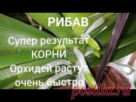 Орхидеи. Рибав самый лучший препарат для наращивания корней у Орхидей. Результат 100%.