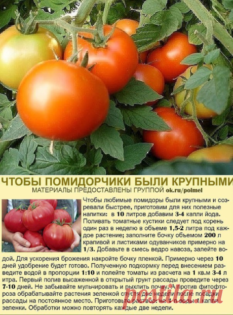 ФУРАЦИЛИН ОТ ФИТОФТОРЫ! | 6 соток