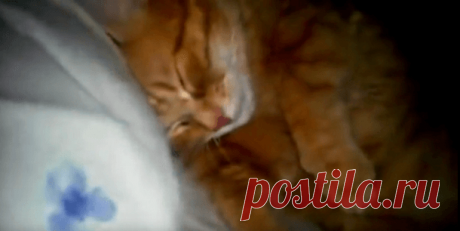 Когда этот кот засыпает, просыпается весь дом. Узнав почему, вы будете смеяться!