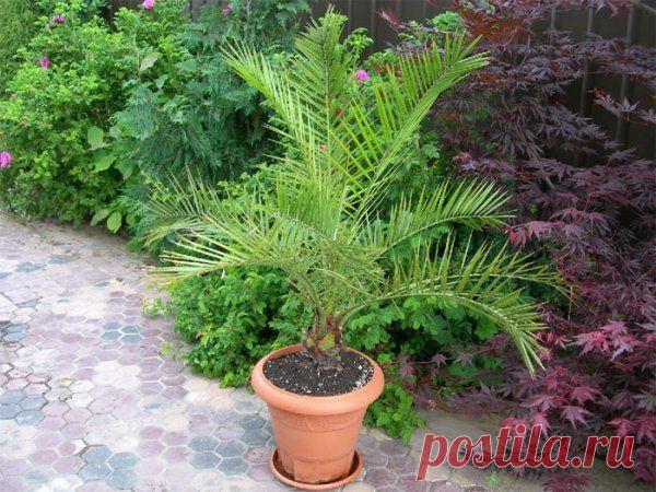 Выращиваем из косточки финиковую пальму | Хозяин и Хозяюшка