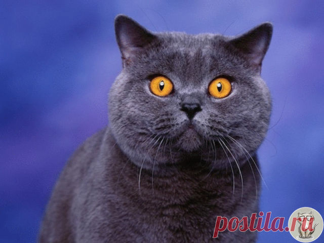 Аллергия на кошачью шерсть – причины и симптомы
Команда приюта 